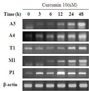 Cucumin induced the expressions of several GST isozymes. Cells were treated with 10 μM curcumin for indicated time. Then GSTs gene expression was measured by RT-PCR.