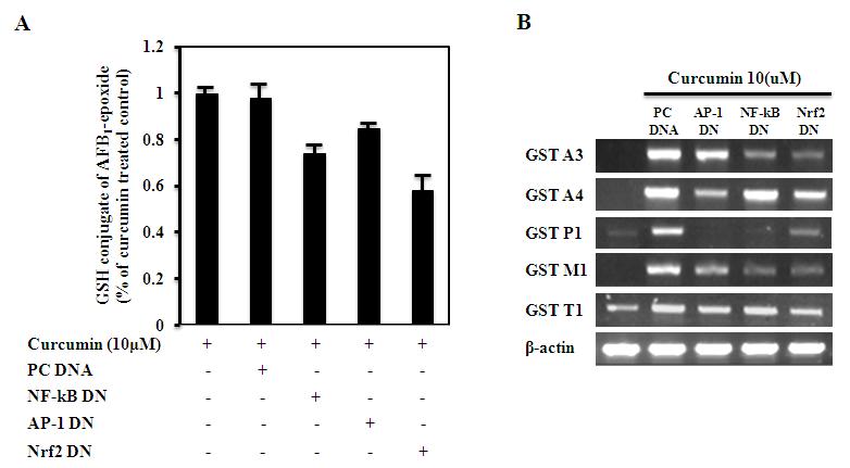 AML 12 cells were transfected with the indicated 0.2μg of Nrf2-DN, NFkB-DN and AP1-DN. Then cells were treated with 10 μM curcumin for 24 h