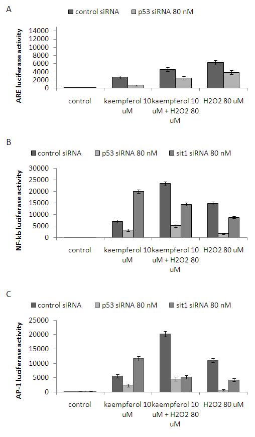 Induction of activities of ARE, NF-kB and AP-1 in HEI-OC1 cells exposed to 10 μM kaempferol and 80 μM H2O2. (A, B and C) Cells were pretreated with or without 80nM p53 siRNA or sirt1 siRNA for 18h, and then incubated with various 10 μM kaempferol for 18 h and then followed by 80 μM H2O2.The luciferase activities of ARE, NF-kB and AP-1 were measured respectively. Data represent the mean ± S.D. of three independent experiments