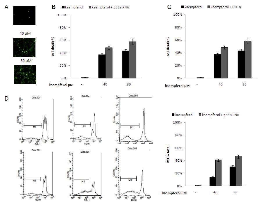 Protective effect of p53 on kaempferol-induced apoptosis in HEI-OC1 cells.