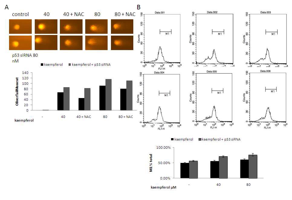 p53 protect cell apoptosis by reducing DNA damage and ROS level. (A and B) Cells were pretreated with or without 80 nM p53 siRNA for 18 h, and then incubated with 40 μM and 80 μM kaempferol for 18 h