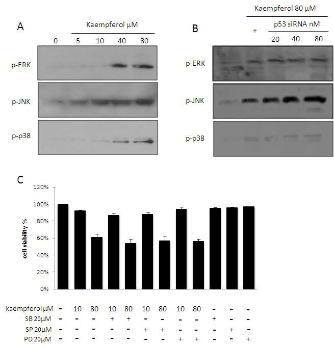 Involvement of JNK expression in kaempferol-induced cell apoptosis in HEI-OC1 cells