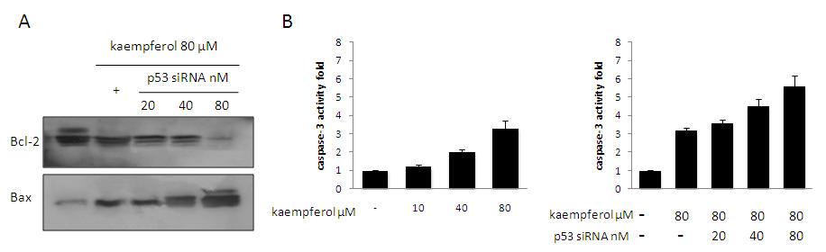 Effects of p53 on expression of Bcl-2 family proteins and activation of caspase-3 in kaempferol-treated HEI-OC1 cells.