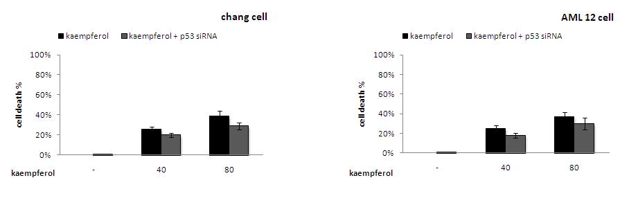 Protective effect of p53 on kaempferol-induced apoptosis was not shown in chang cell and AML 12 cell. (A and B) Cells were pretreated with or without 80 nM p53 siRNA for 18 h, and then incubated with 40 μM and 80 μM kaempferol for 18 h in chang cell and AML 12 cell. Cell viability was measured by a MTS assay. Data represent the mean ± S.D. of three independent experiments.
