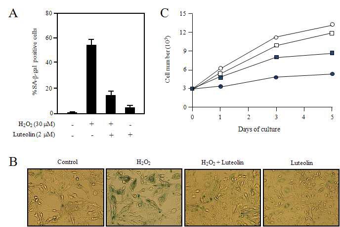 Effect of luteolin on cellular senescence in HEI-OC1 cells after H2O2 treatment. (A and B) Cells were incubated with 30 μM H2O2 for 3 days the presence or absence with 2 luteolin. (C) Cells were incubated with 30 μM H2O2 for 1, 3, and 5 days the presence or absence with 2 luteolin
