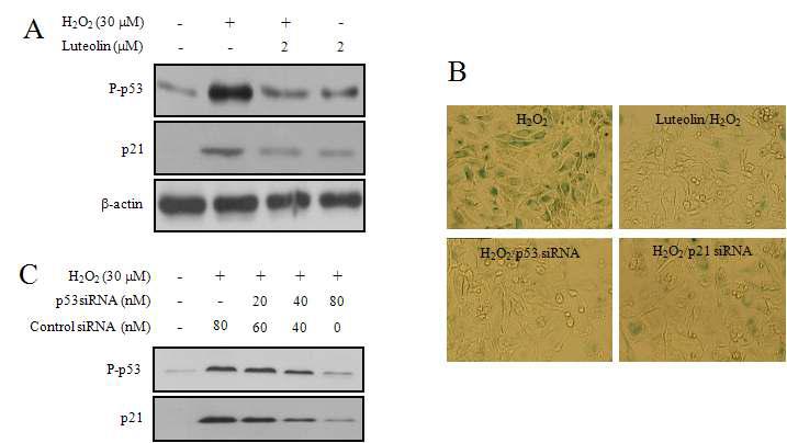 Luteolin affects the expression of senescence-associated molecular markers, p53 and p21.