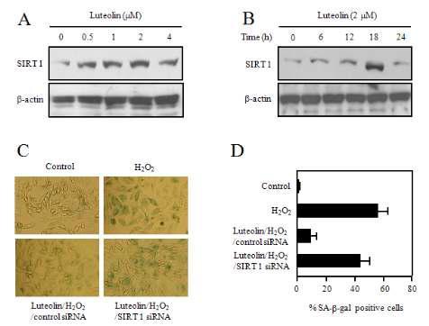 Luteolin protects H2O2-induced cellular senescence through SIRT 1 expression.