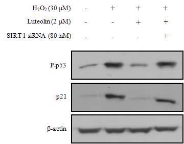 Effect of SIRT 1 gene on H2O2-induced p53 phophorylation and p21 expression in HEI-OC1 cells. Cells pre-incubated for 12 h with medium or luteolin in the absence or presence of siRNA against SIRT 1 gene were exposed to 30 μM H2O2 for 1 day. Western blot analysis was performed using specific antibodies