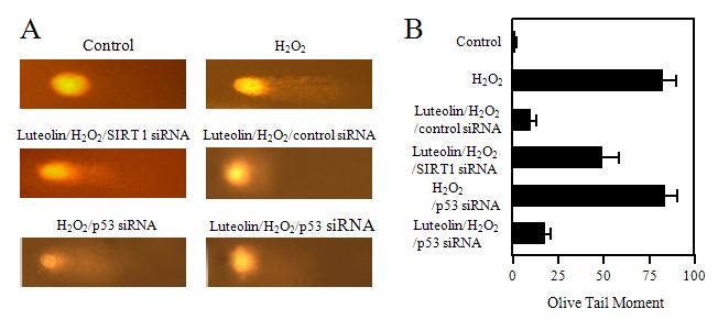 Luteolin prevents DNA from H2O2-induced damage. Cells pre-incubated for 12 h with medium or luteolin in the absence or presence of siRNA against SIRT 1 and p53 gene were exposed to 30 μM H2O2 for 1 day.