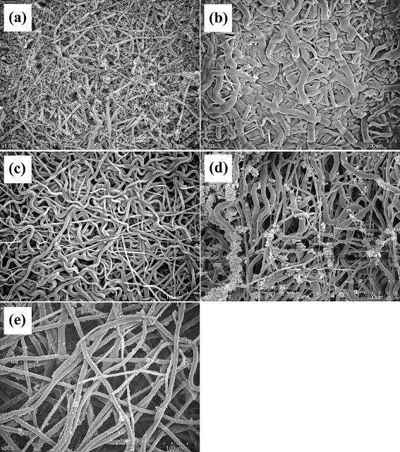 순수한 칼슘실리케이트 부직포 (b) 순수한 P5050 부직포, (c) 순수한 P7525 부직포, (d) P5050/칼슘실리케이트 융합형 부직포, (e) P7525/칼슘실리케이트 융합형 부직포를 의사체액 중에 일주일 간 침적 후의 주사전자현미경 사진