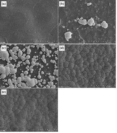 PLLA/칼슘실리케이트(CS) 복합체를 의사체액 중에 (a) 1, (b) 3, (c) 5, (d) 7, 및 (e) 14일 동안 침적 후의 주사전자현미경 사진