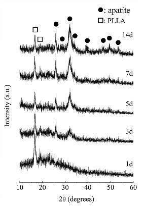 PLLA/칼슘실리케이트(CS) 복합체를 의사체액 중에 (a) 1, (b) 3, (c) 5, (d) 7, 및 (e) 14일 동안 침적 후의 TF-XRD 분석 결과