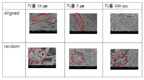 scaffold 종류에 따른 CSCs 이식 3일 후 부착 형태