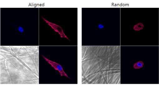 aligned scaffold에 부착된 cell의 confocal image. aligned scaffold의 부착된 cell이 actin 염색 결과 심근 세포와 비슷한 형태를 띠고 있음.