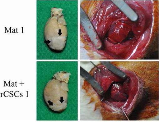 mat의 심장 이식 사진. rat의 MI model에 죽은 심장 조직 부분에 mat와 CSC-mat를 각각 이식 후 모습과 2주 후 조직 사진