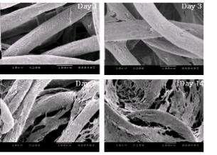 PLLA 7% 지지체에서 hASC를 1,3,7,10일간 배양한 SEM 사진(×200)