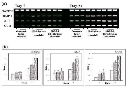 골형성 marker gene의 발현 (7, 21일) 아무 처리 하지 않은 PLLA 지지체에 hASC를 증식한 군(▒), Vit D를 로딩한 PLLA 지지체에 증식한 군(▧),