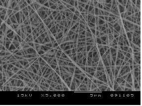 PVA membrane의 SEM 사진