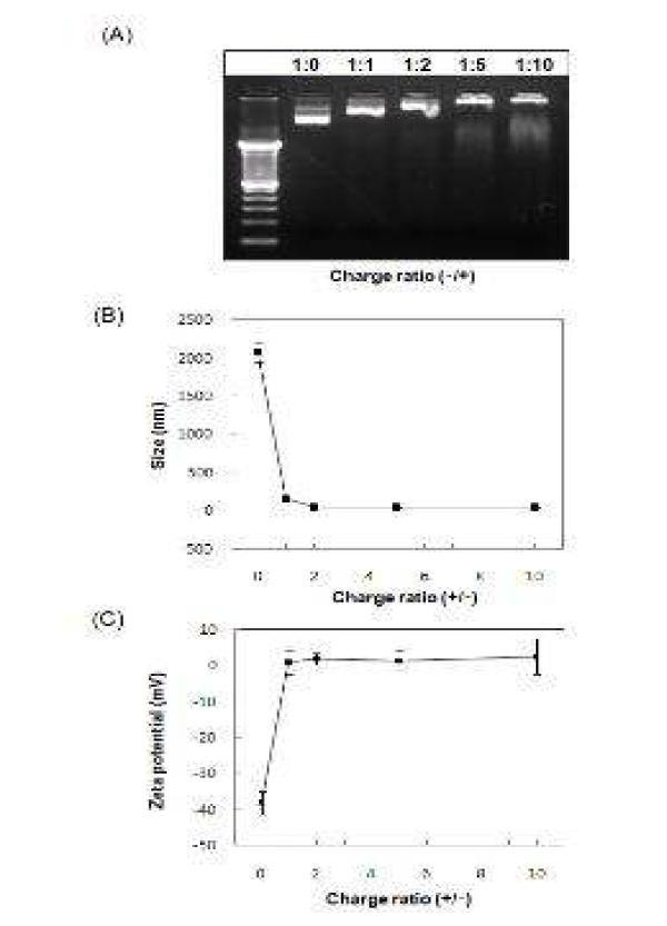 (A) Gel retardation assay. pDNA/Hph-1 복합체는 다양한 전하비로 준비되었으며, 1w/v%의 agarose gel electrophoresis로 분석되었다. (B) 전하비(+/-)에 따되었으며, 1w/v%의 agarose gel electrophoresis로 분석되었다. (B) 전하비(+/-)에 따른 pDNA/Hph-1 복합체의 입자크기. (C) 전하비에 따른 복합체의 zeta potential.