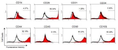 6P hASC의 FACS 분석. FACS로 hASC의 세포 표면의 monoclonal antibody를 분석한 결과 hASC는 CD29, CD44, CD90, CD105에 양성이고, CD14, CD31, CD34, CD45에 음성이었다.