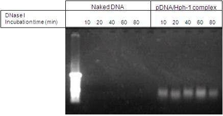 pDNA/Hph-1 복합체의 DNase Ⅰprotection assay.