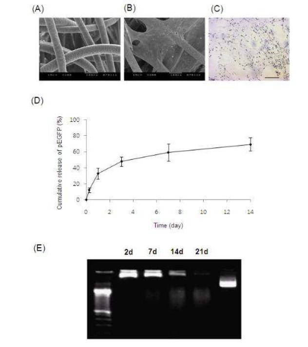 (A) pEGFP/Hph-1으로 코팅된 3-D fibrous 지지체의 SEM 사진. (B) hASC 이식 7일 후 세포가 붙어있는 섬유의 SEM 사진. (C) Hematoxylin and eosin 염색으로 지지체 표면에 이식한 hASC의 cellular infiltration 확인. 보라색이 지지체 안이나 위에 있는 세포의 염색된 핵을 나타낸다. (D) 표면이 코팅된지지체에서의 누적 pDNA 용출량. (E) 지지체에서 용출된 pEGFP/Hph-1복합체의 안정성.