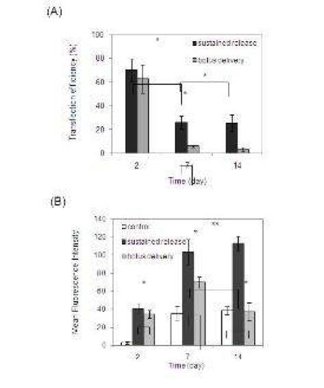 hASC 이식 후 48시간, 7일 14일 후 지지체 위의 hASC의 EGFP 발현을 Flow cytometric analysis로 분석. (A) Transfection efficiency (B) cell uptake