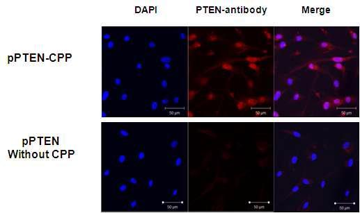 pPTEN-CPP로 transfection된 cell과 pPTEN만을 처리한 cell에서의 immunofluorescence 분석 결과 비교