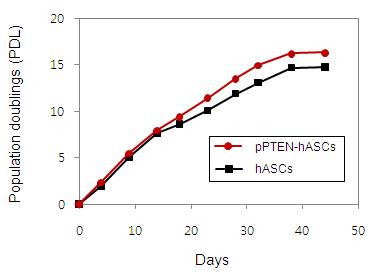 pPTEN이 처리된 hASC와 처리되지 않은 hASC의 population doubling