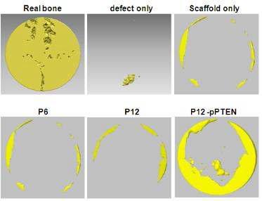 3-D micro-CT reconstruction