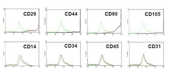 pPTEN-hASC와 nontranfected hASC의 표면 마커의 flow cytometric analysis