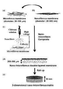 키토산 나노/마이크로 섬유 double-layer membrane with rolled-up three-dimentional structures.