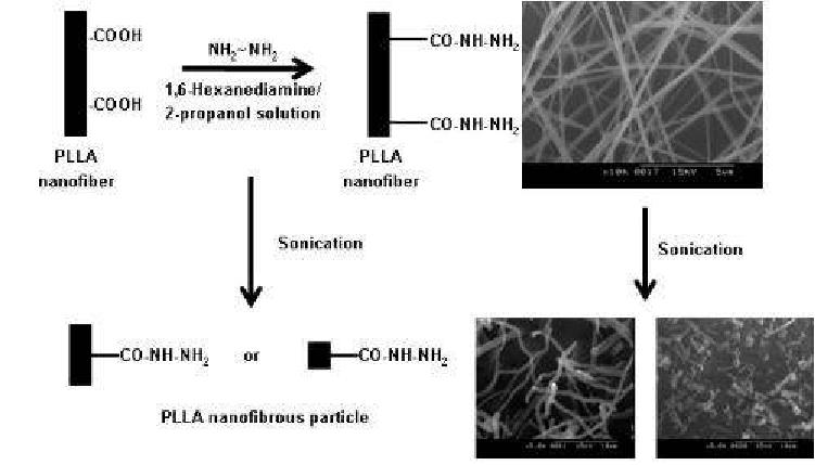 PLLA nanofiber 지지체의 aminolysis 및 sonication 조건