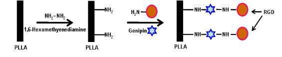 1,6-Hexamethylenediamine을 이용한 PLLA의 aminolysis와 표면 개질 모식도