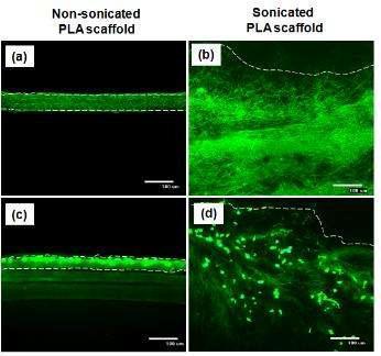 NIH3T3 fibroblast를 이용한 나노섬유 지지체의 cell infiltration 테스트 .