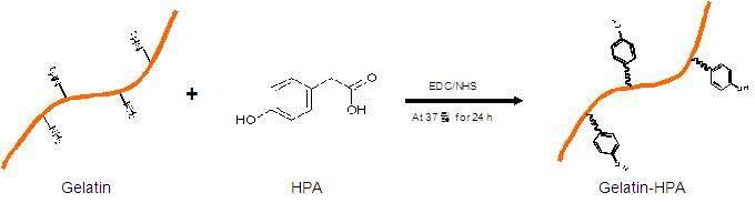 GHPA conjugates의 합성 모식도