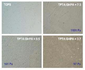 골아세포를 이용한 TPTA/GHPA 하이드로젤의 세포 부착평가