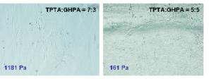 골아세포를 이용한 TPTA/GHPA 하이드로젤의 세포 성장평가