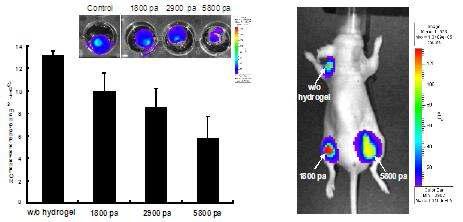 하이드로젤의 기계적 강도에 따른 in vitro/in vivo bioluminescence assay 결과