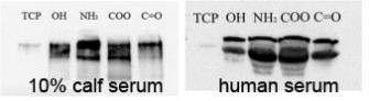 다양한 표면 작용기를 갖는 나노복합체 위에 10% calf serum과 human serum을 3시간 동안 부착 시킨 후 각 나노복합체 위에 부착된 fibronectin의 양을 Western blotting방법으로 평가한 결과