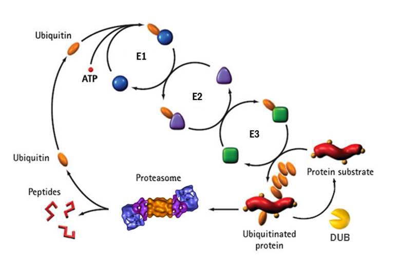 유비퀴틴에 의한 단백질 변형