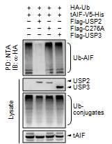 USP2의 AIF에 대한 탈 유비퀴틴화 활성