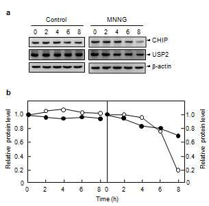 유전독성물질 MNNG에 의한 세포사멸 진행에 따른 CHIP과 USP2의 조절