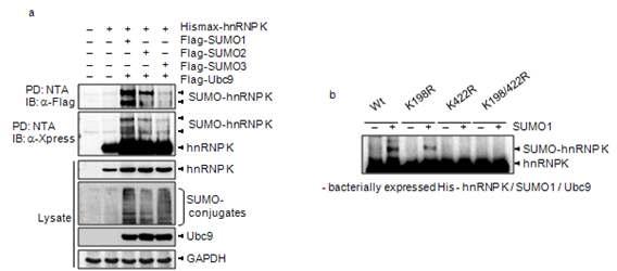 hnRNP K의 SUMO1 에 대한 특이성 확인