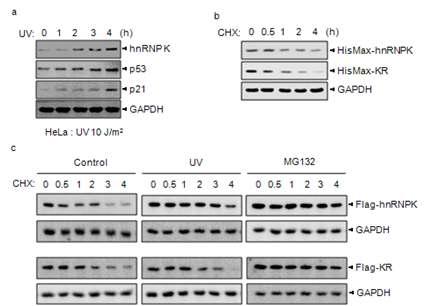 DNA damage에 의한 sumoylation이 hnRNP K의 안정성 조절.