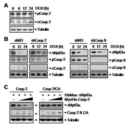 ΔNp63이 caspase-2의 in vivo 기질임을 확인