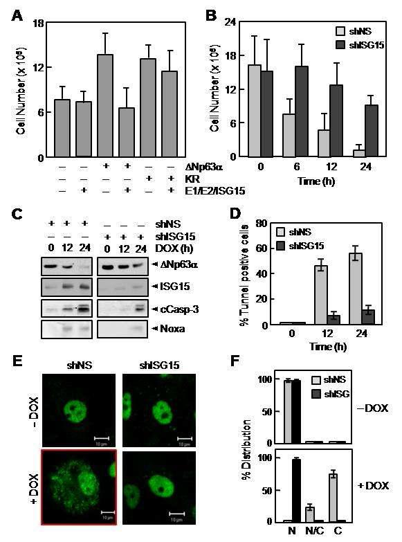 ΔNp63의 ISG15화가 세포의 생장 및 세포 사멸에 미치는 영향