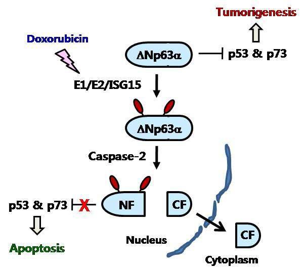 ΔNp63의 ISG15화에 의한 암의 발생 억제 모델