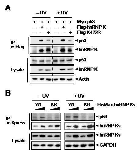 UV에 의해 p53과의 결합이 hnRNP-K의 SUMO화에 의해 촉진됨을 확인