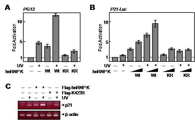 hnRNP-K의 SUMO화에 의해 p53의 전사 활성이 촉진됨을 확인